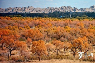 【南北疆】 新疆天山天池、火洲吐魯番、人間凈土喀納斯雙飛8日游