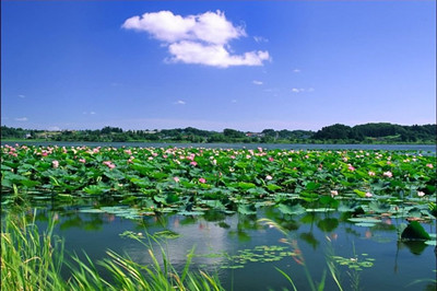 【洪湖】洪湖藍田生態(tài)風(fēng)景區(qū)+瞿家灣精品雙汽2日游