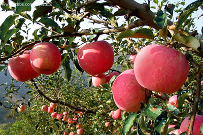 【西安三鎮(zhèn)】安吳堡、袁家村、茯茶鎮(zhèn)二日游
