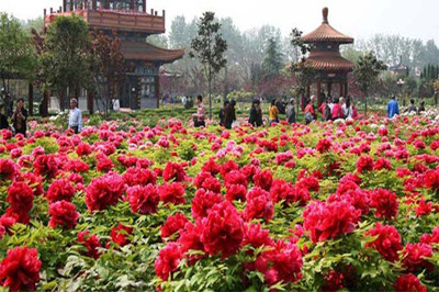 【河南】洛陽(yáng)牡丹豫西大峽谷兩日游