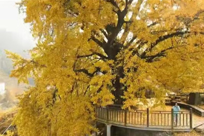 【十堰】古樹村、打卡網(wǎng)紅路賞秋1日游